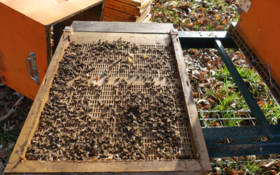 Perte de colonies d’abeilles