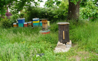 Ma ruche tronc et les abeilles