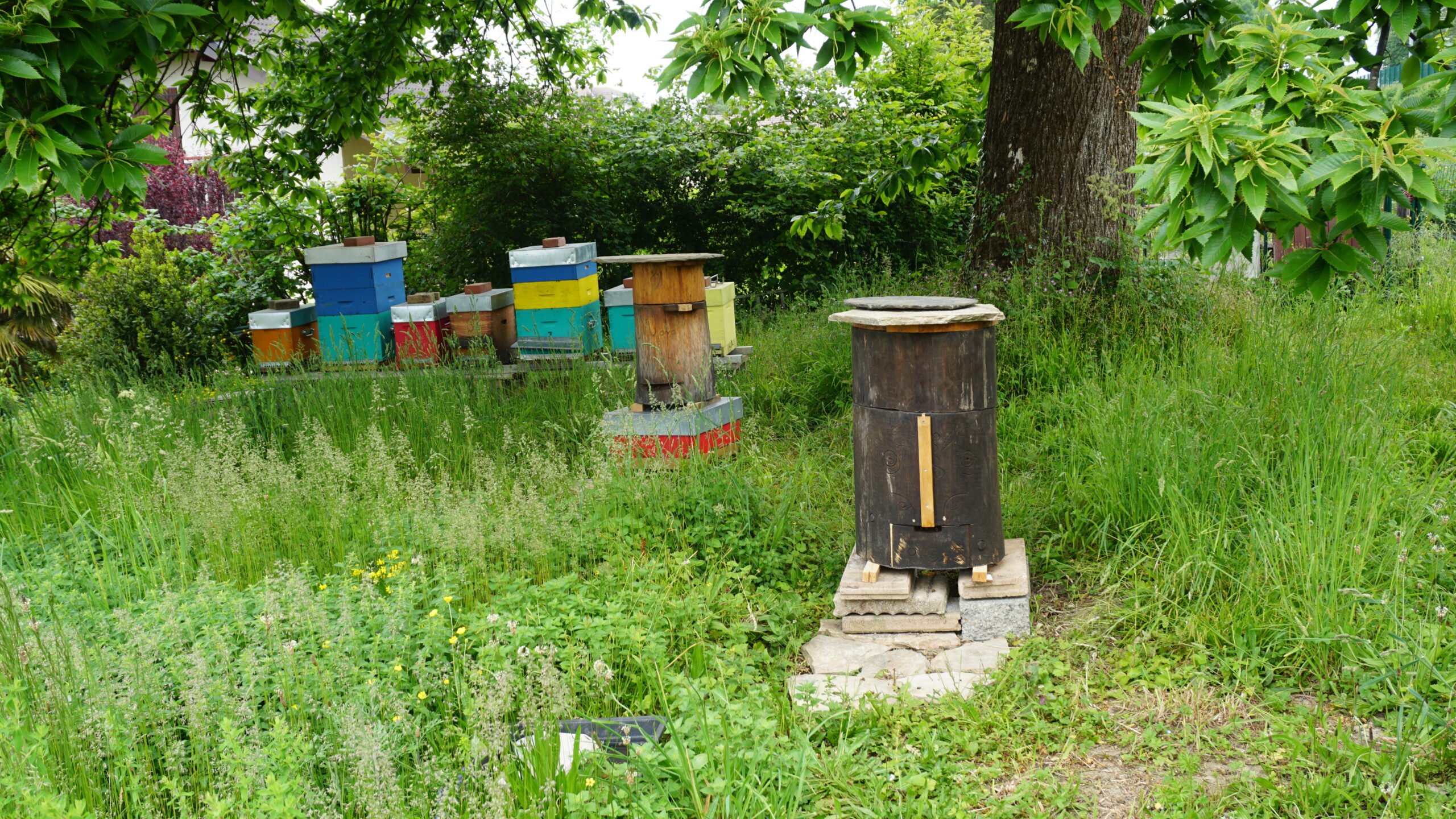 Ma ruche tronc et les abeilles