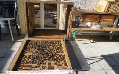 Perte de colonies d’abeilles