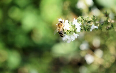 Je pollinise