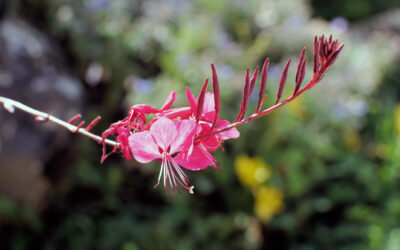Fleur de jardin