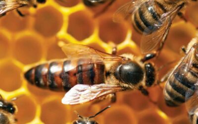 Mise en ruche d’une reine fécondée